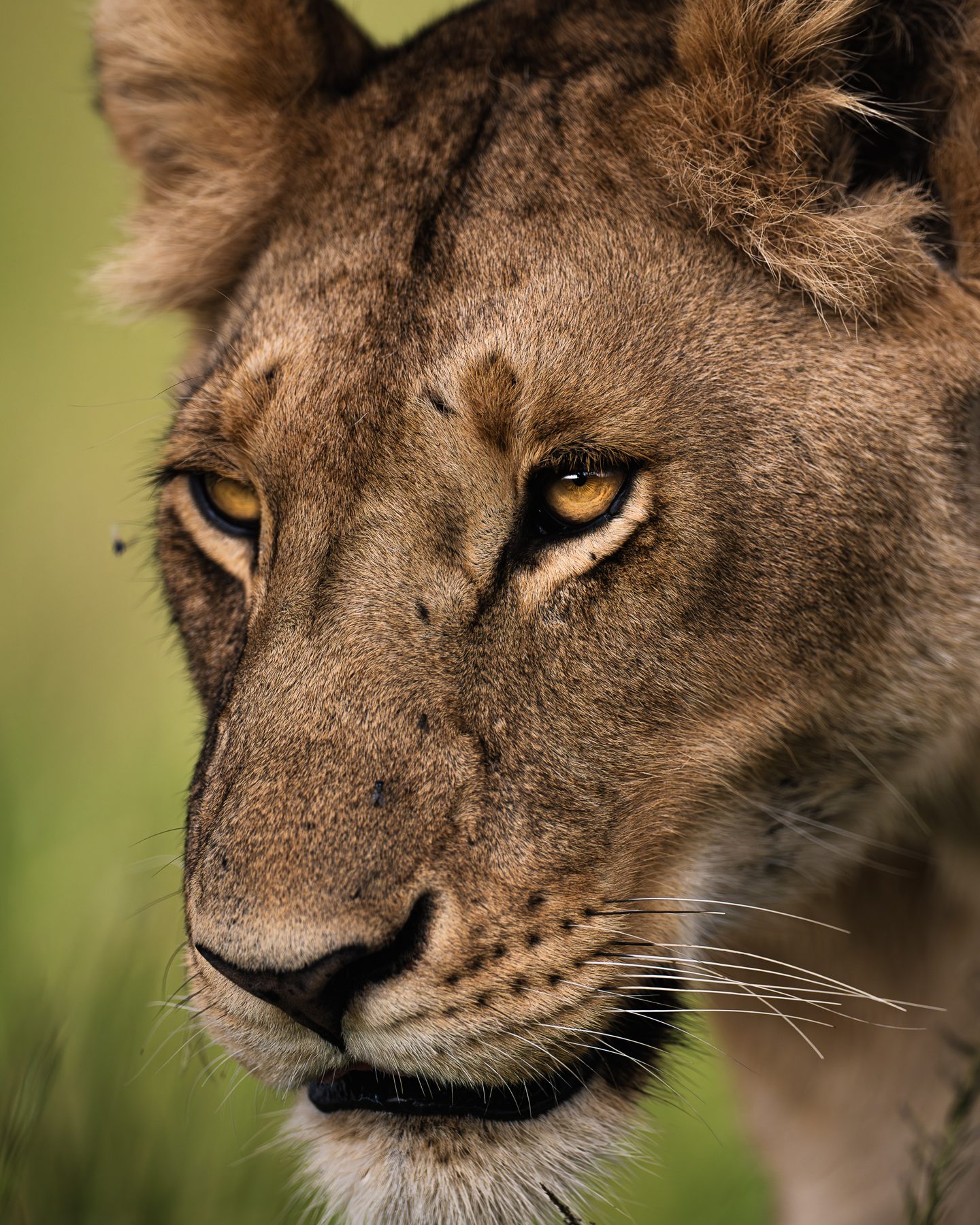 Lioness at close range on a game drive