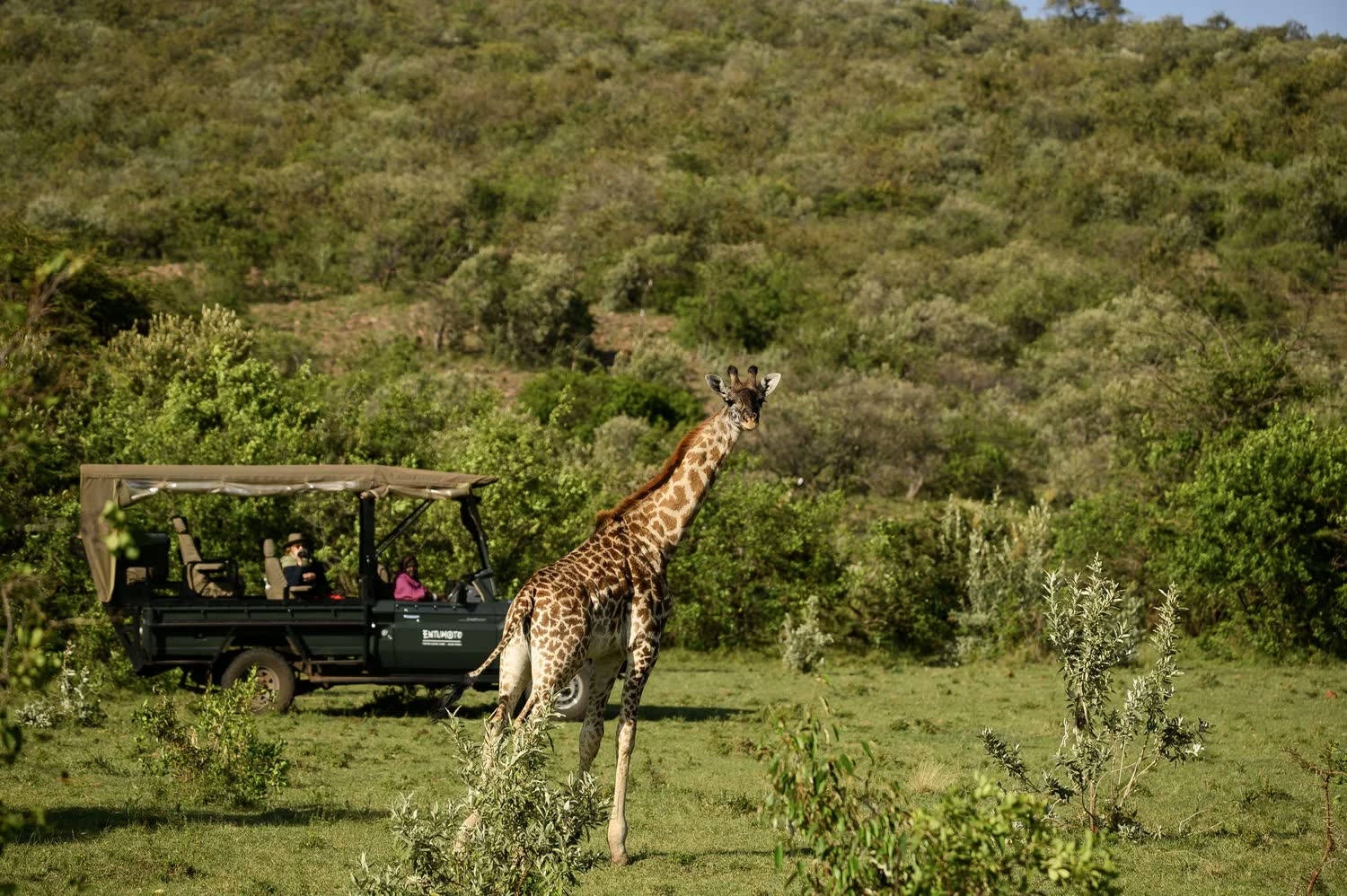 Safaris en vehículo