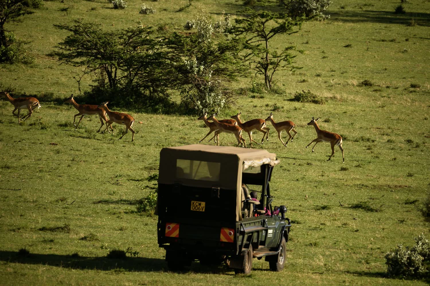 Game drives