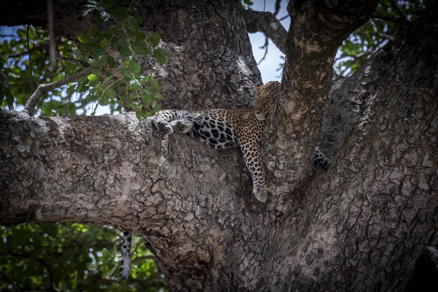 A leopard resting in a tree in the Mara Siana Conservancy