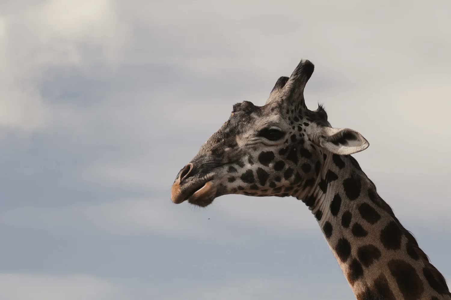 Entumoto Safari Camp