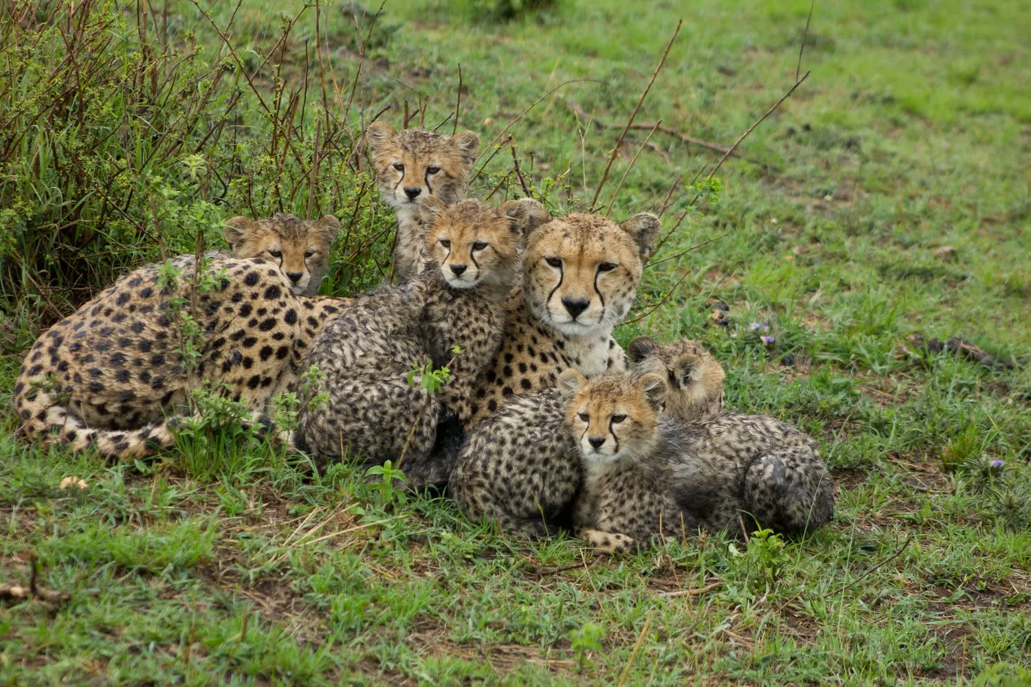 Entumoto Safari Camp