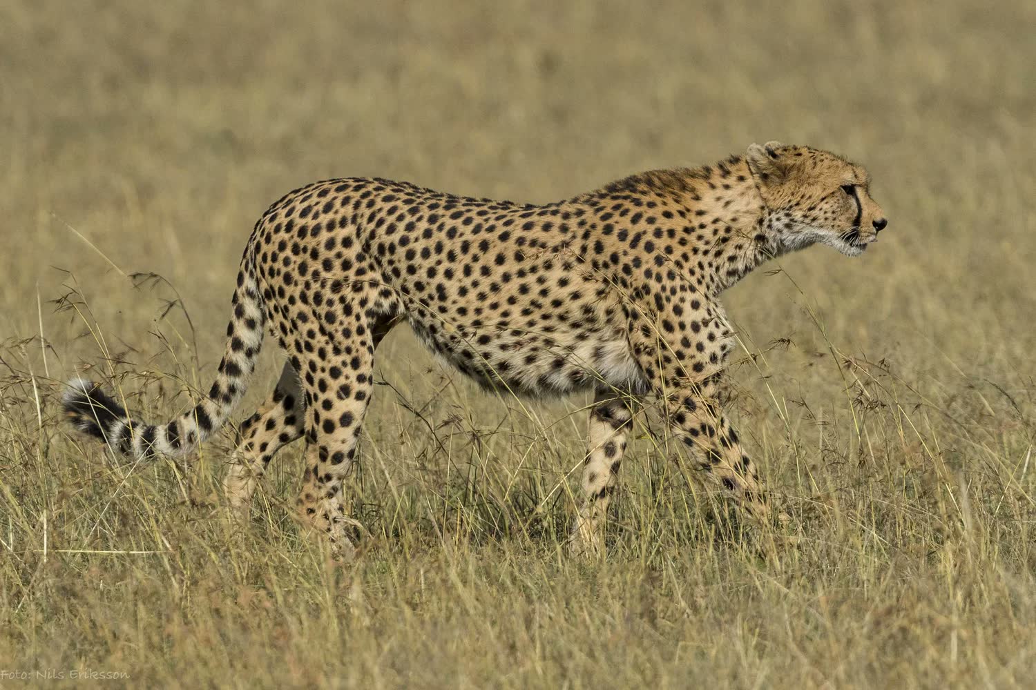 Wildlife in the Mara Siana Conservancy